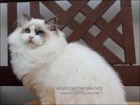Jollie Constantina Cats