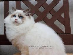 Sa Maman : Jollie Constantina Cats