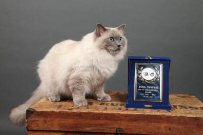 Champion du Monde WCF