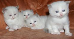 Fratrie