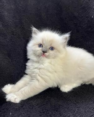 Belette Bleu Point Mitted