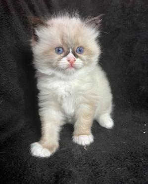 Belette Seal Mitted
