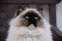 Son Papa : Wanderduene Foxi