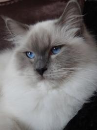 Hold-up des Seigneurs Noirs