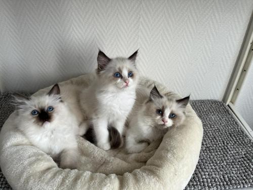 Portée Sansa & Dolce