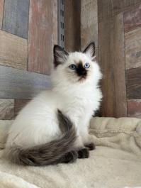 Kiki