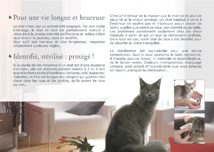 livret-chaton-4.png